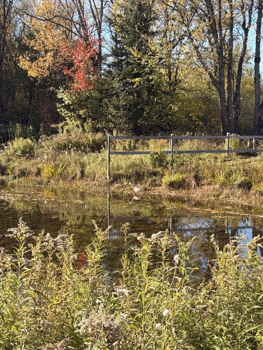 Grand héron au bord du petit lac, près des hautes herbes au Camping de l’Estrie
